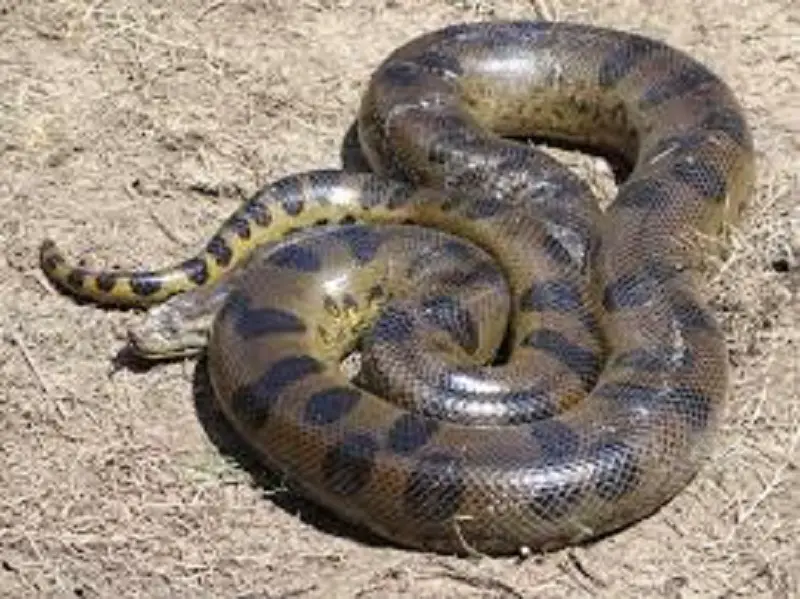 Anaconda and Python